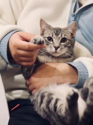 Поиск с использованием волонтёров