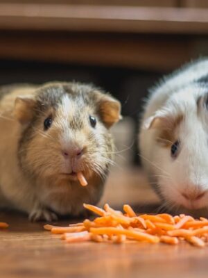 Поиск с приманками и кормушками